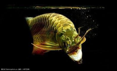 金龍魚尾巴掉了還可以再生嗎_：金龍魚的尾巴掉了之后，可以再生嗎？