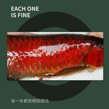 金龍魚活體品牌有哪些種類：金龍魚活體品牌信譽評價金龍魚活體品牌信譽評價