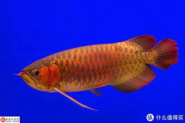 野生雷龍魚有哪些保護品種