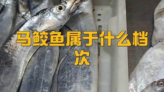 馬鮫魚屬于什么檔次