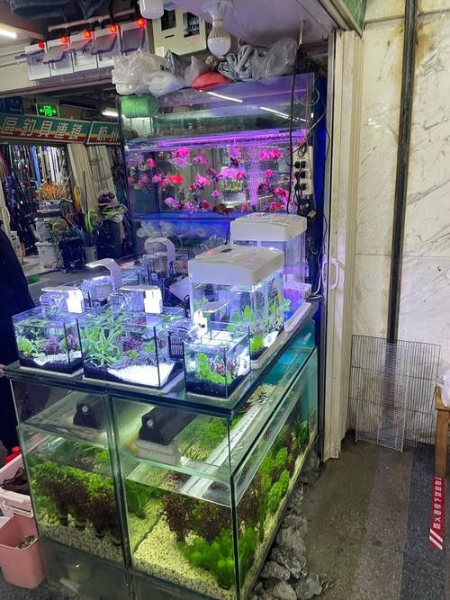 天津西龍魚缸專賣店在哪里啊