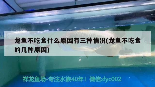 龍魚是魚類嗎為什么不吃魚：龍魚不吃魚可能由多種原因引起