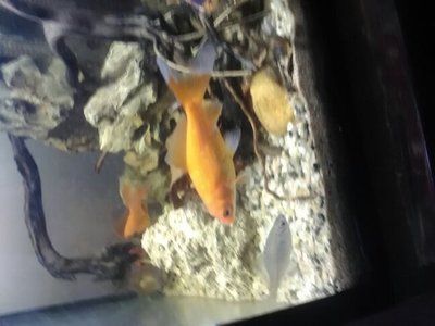 祥龍魚場觀賞魚有哪些品種圖片（祥龍魚場提供的部分觀賞魚品種及其圖片）