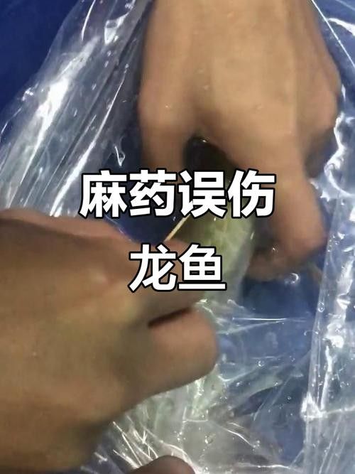 龍魚麻藥用量大嗎圖片