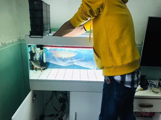 龍魚麻藥用量大嗎圖片