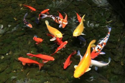 金龍魚可以和錦鯉混養嗎為什么【金龍魚可以和錦鯉混養嗎】