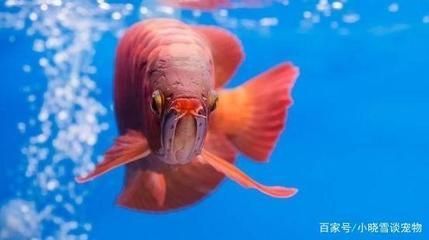 紅龍魚的營養需求表：專業營養需求表