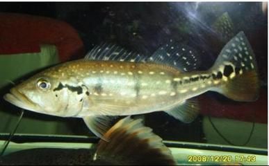 帝王三間和龍魚(yú)一起養(yǎng)行嗎：帝王三間和龍魚(yú)可以一起養(yǎng)嗎