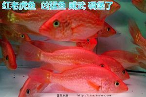 紅老虎魚和金龍魚混養(yǎng)：紅老虎魚和金龍魚可以混養(yǎng)嗎？