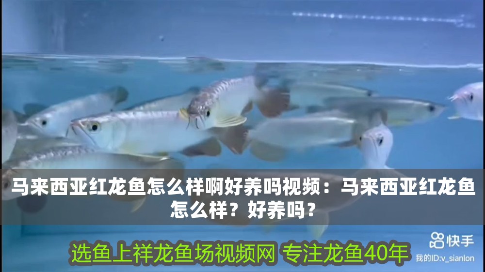 馬來西亞紅龍魚怎么樣啊好養嗎視頻：馬來西亞紅龍魚怎么樣？好養嗎？