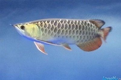 金龍魚那個品種價值高【金龍魚品種價值評估】
