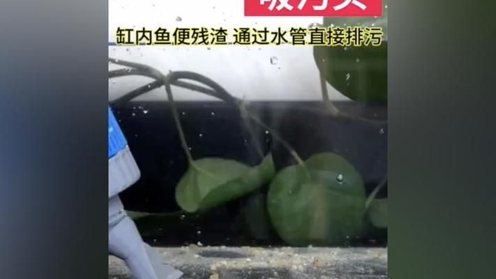 魚缸換水器怎么用視頻教程，如何維護魚缸水質穩定