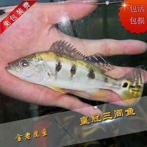 花龍魚營養價值：花龍魚的營養價值與作用