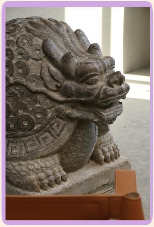 給我推薦一些高質量的龍龜圖片
