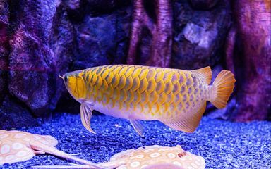 龍魚弓背的原因（龍魚弓背可能由多種因素引起，）