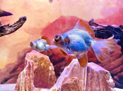 賣龍魚取一個店名字好嗎怎么取，為賣龍魚的店鋪取名的方法