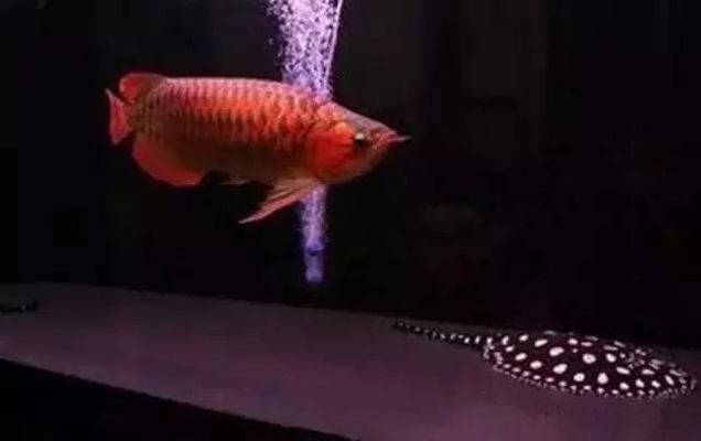 澳洲金龍魚圖片：澳洲金龍魚，神秘而珍貴的淡水王者