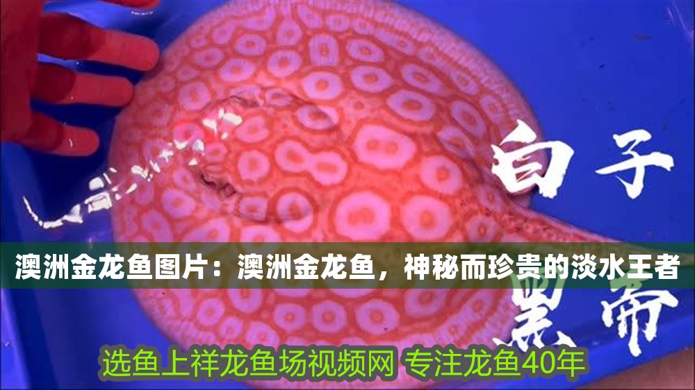 澳洲金龍魚圖片：澳洲金龍魚，神秘而珍貴的淡水王者