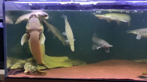 龍魚嘴巴抖動(dòng)是什么病：龍魚嘴巴抖動(dòng)可能是由多種原因引起的，龍魚嘴巴抖動(dòng)是什么病