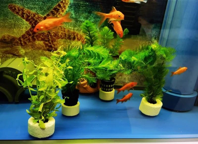龍魚怎么打包發貨快一點 龍魚怎么打包發貨快一點 龍魚百科 第6張