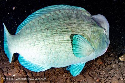 菠蘿魚能和龍魚混養嗎？：菠蘿魚可以和什么魚混養