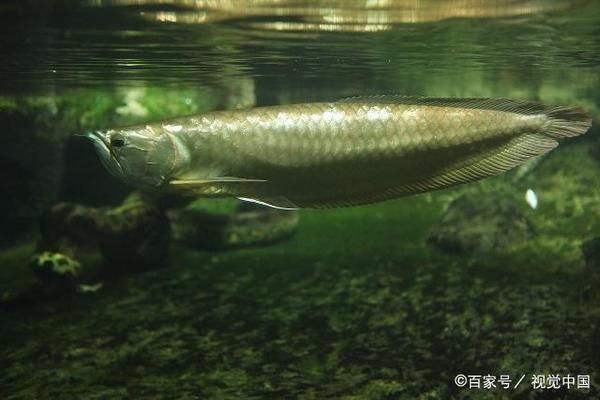 龍魚老害怕怎么辦：如何讓龍魚適應新環境