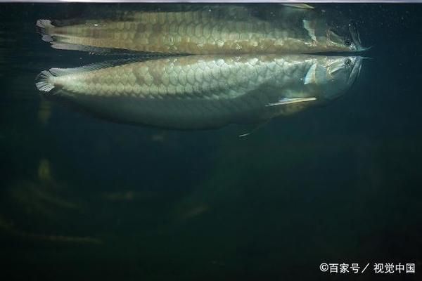 龍魚老害怕怎么辦：如何讓龍魚適應新環境