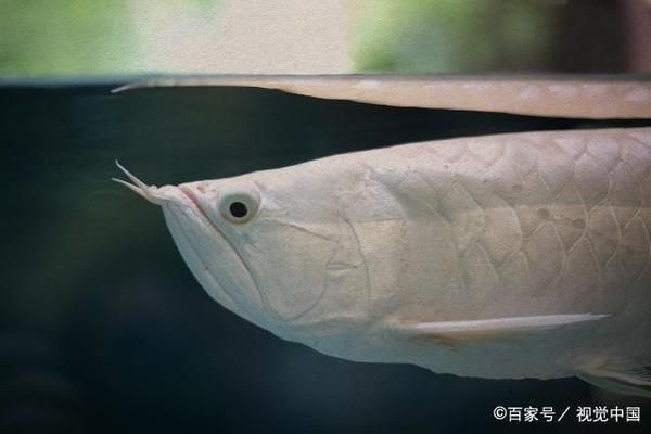 龍魚老害怕怎么辦：如何讓龍魚適應新環境