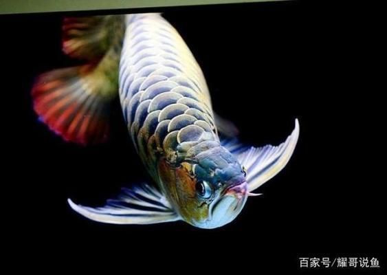 程千祥龍魚怎么樣（程千祥龍魚市場(chǎng)價(jià)格）