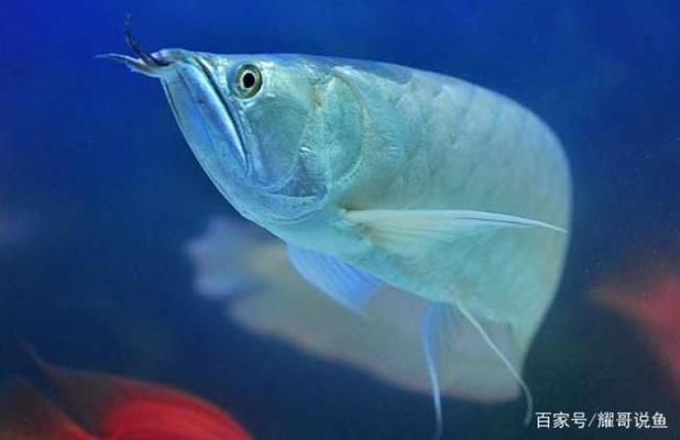 程千祥龍魚怎么樣（程千祥龍魚市場(chǎng)價(jià)格）