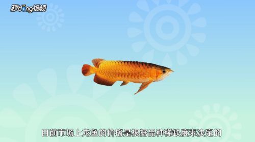 程千祥龍魚怎么樣（程千祥龍魚市場(chǎng)價(jià)格）