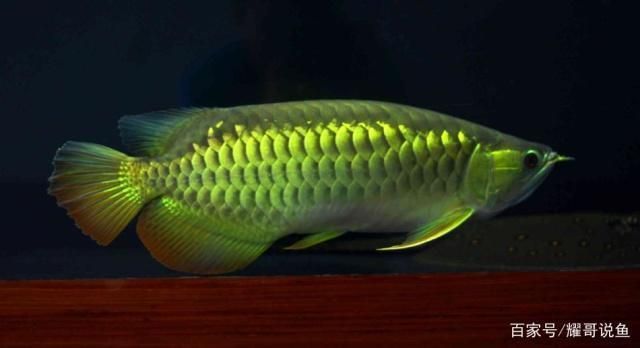 程千祥龍魚怎么樣（程千祥龍魚市場(chǎng)價(jià)格）
