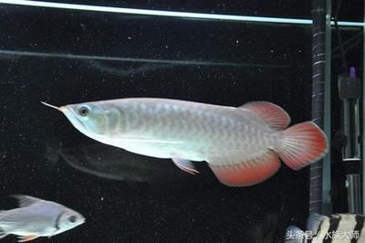 龍魚ph值太高怎么辦：龍魚水質管理技巧，龍魚缸水ph值多少合適