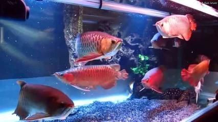 龍魚 手術(shù)：龍魚常見疾病及手術(shù)案例分享龍魚常見疾病及手術(shù)案例分享