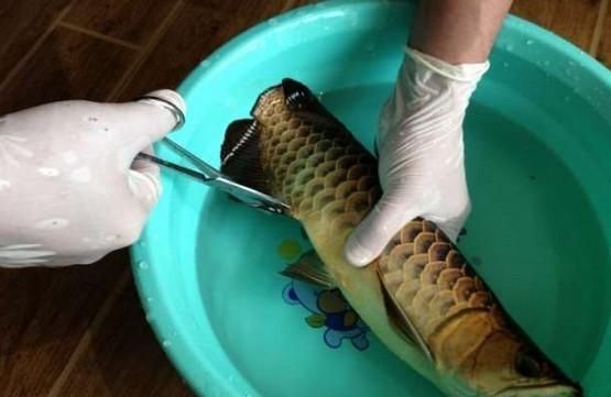龍魚 手術：龍魚常見疾病及手術案例分享龍魚常見疾病及手術案例分享