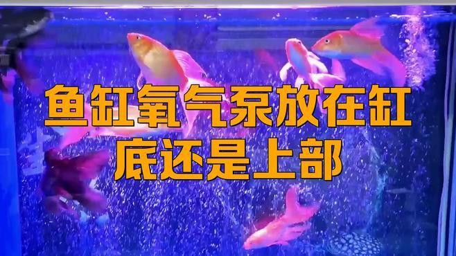 六角龍打氧泵應該放在什么位置