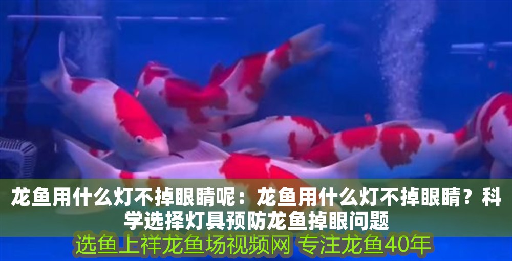 龍魚用什么燈不掉眼睛呢：龍魚用什么燈不掉眼睛？科學選擇燈具預防龍魚掉眼問題