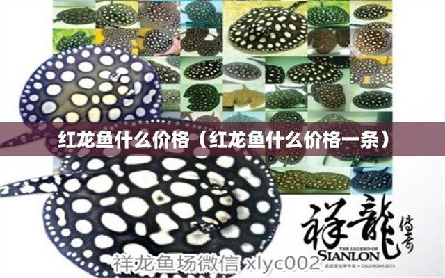 紅色龍魚多少錢一只（市場上最貴的紅色龍魚能賣到什么價格？）