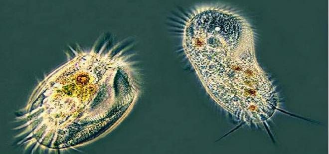 鯊魚繁殖周期的環境影響（鯊魚的繁殖周期受到多種因素的影響）