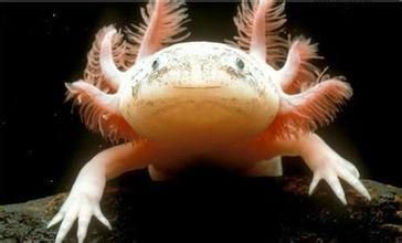 像龍的白色有四肢的魚是什么魚：六角恐龍是什么魚