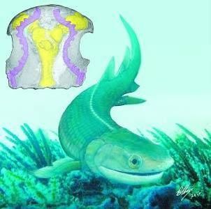 像龍的白色有四肢的魚是什么魚：六角恐龍是什么魚
