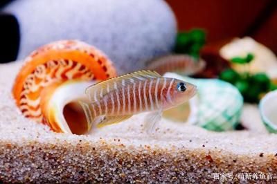 觀賞魚飼料品牌推薦：觀賞魚飼料品牌推薦：觀賞魚飼料品牌推薦