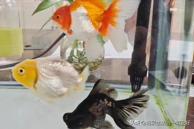 上過濾養龍魚：上過濾系統是可以用來養龍魚的，