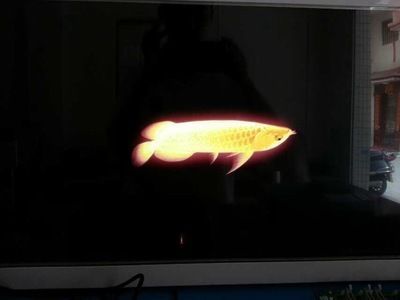 三色金龍魚要怎么破解：三色金龍魚是什么？