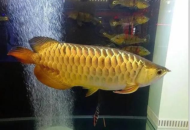 福龍王龍魚的價(jià)格是多少？