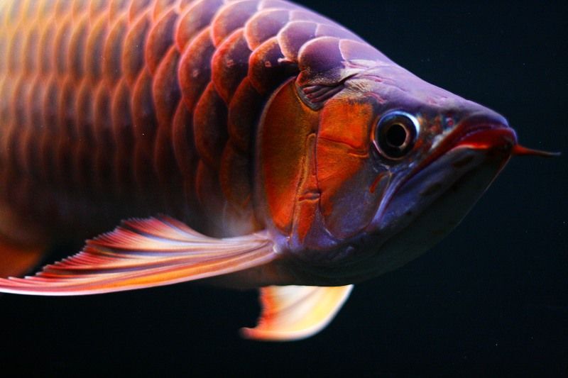 紅龍魚喂什么魚長得快又好養（紅龍魚怎么養長得快）