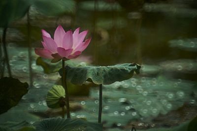 龍魚的結構圖及特點視頻：30篇龍魚的習性龍魚的習性龍魚的習性龍魚的習性