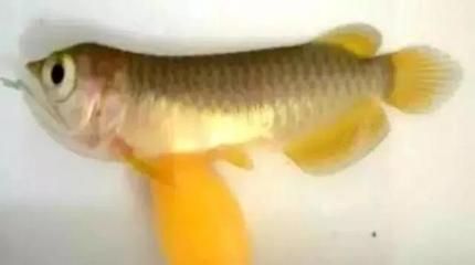 怎樣讓龍魚(yú)長(zhǎng)得快些：怎樣讓龍魚(yú)快速生長(zhǎng)