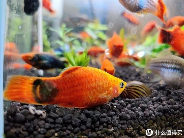 常見觀賞魚 名字及圖片：常見觀賞魚名字及其對應圖片