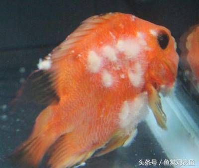 常見觀賞魚 名字及圖片：常見觀賞魚名字及其對應圖片